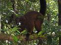 020 Red Bellied Lemur male